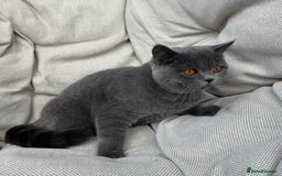 British Shorthair cats for sale: British shorthair female🏆 in Norwich - Image 10