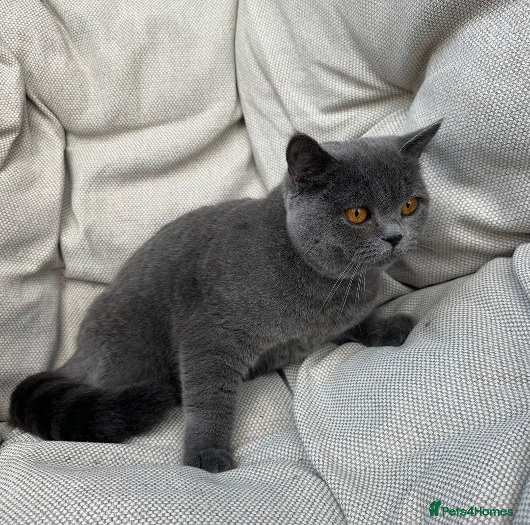 British Shorthair cats for sale: British shorthair female🏆 in Norwich - Image 10