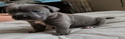 Cane Corso dogs for sale: 8 Beautiful Cane Corso Pups - Advert 13