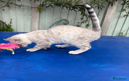Keetso cats for sale: Rare Keetso female for breeding  - Advert 15