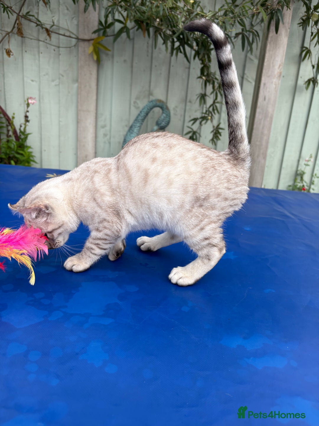 Keetso cats for sale: Rare Keetso female for breeding  - Advert 15