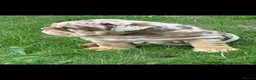 English Bulldog dogs for sale: Chocolate Merle boy outstanding bloodlines  - Advert 13