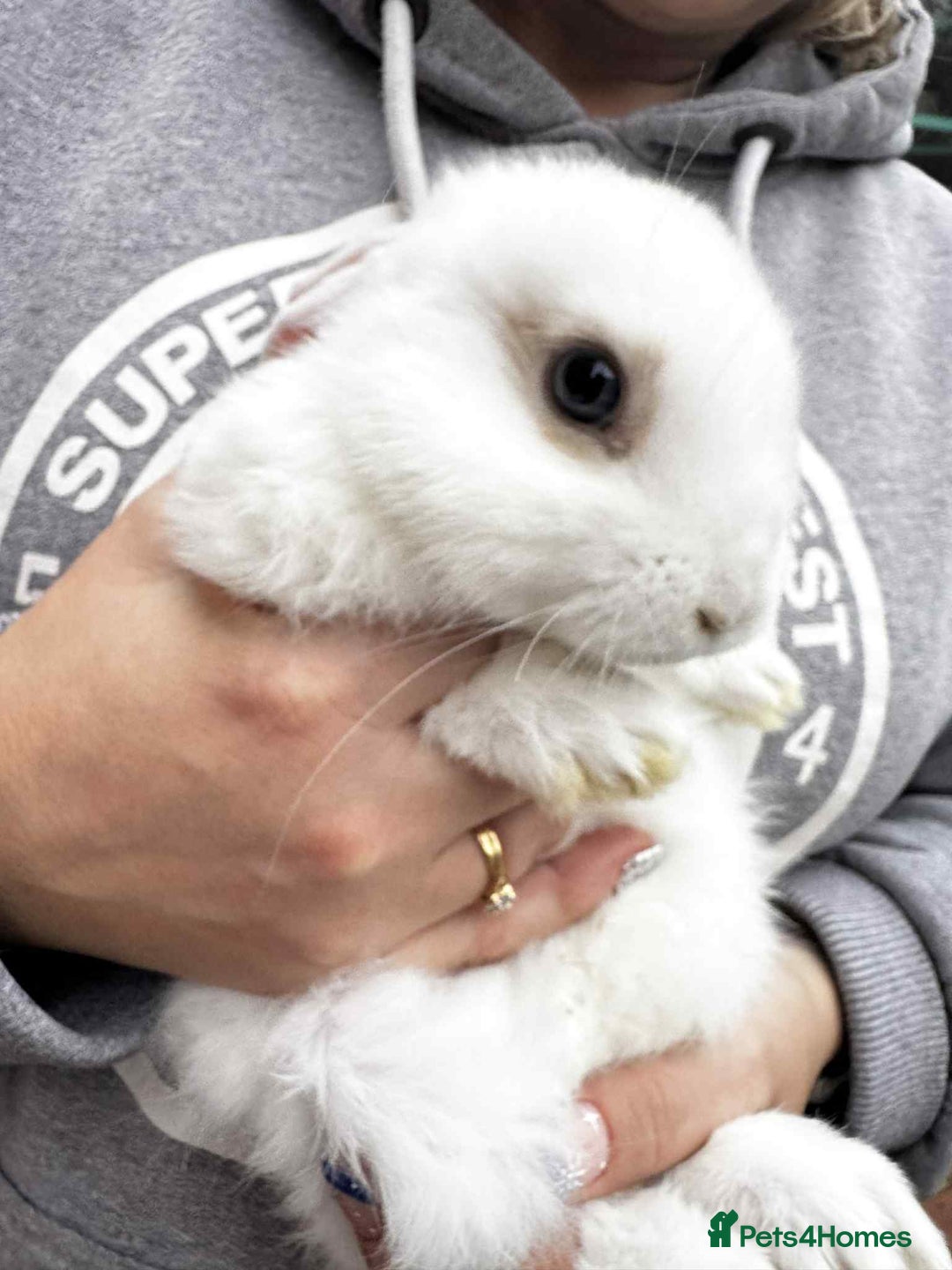 Mini Lop rabbits for sale: Mini pop baby rabbits - Advert 12