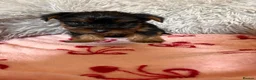 Yorkshire Terrier dogs for sale: Yorkshire terriers puppies - Advert 13