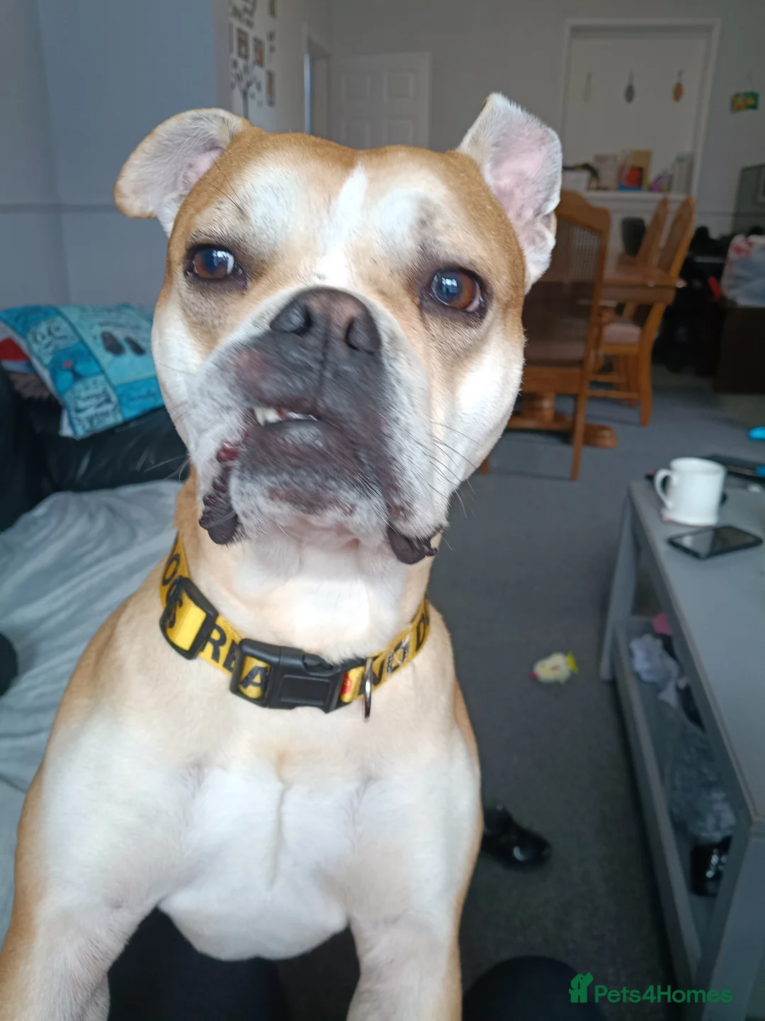 Old Tyme Bulldog dogs for sale: Old tyme bulldog  in Shildon - Advert 1