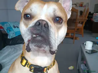 Old Tyme Bulldog dogs Old tyme bulldog - Advert 3