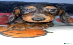 Doxiepoo dogs for sale: House trained READY NOW FOR THERE FOREVER HOMES ❤️ - Image 23