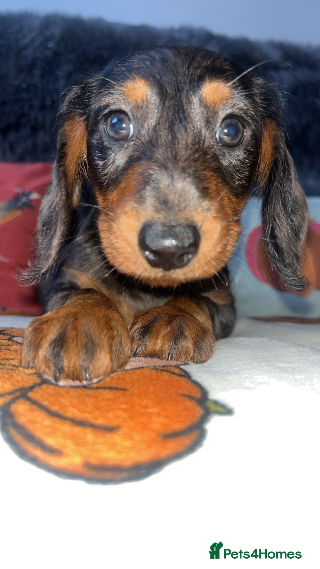 Doxiepoo dogs for sale: House trained READY NOW FOR THERE FOREVER HOMES ❤️ - Image 23