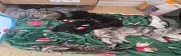 Mixed Breed cats for sale: 2 Black kittens left. Boy & Girl in Corby - Advert 3