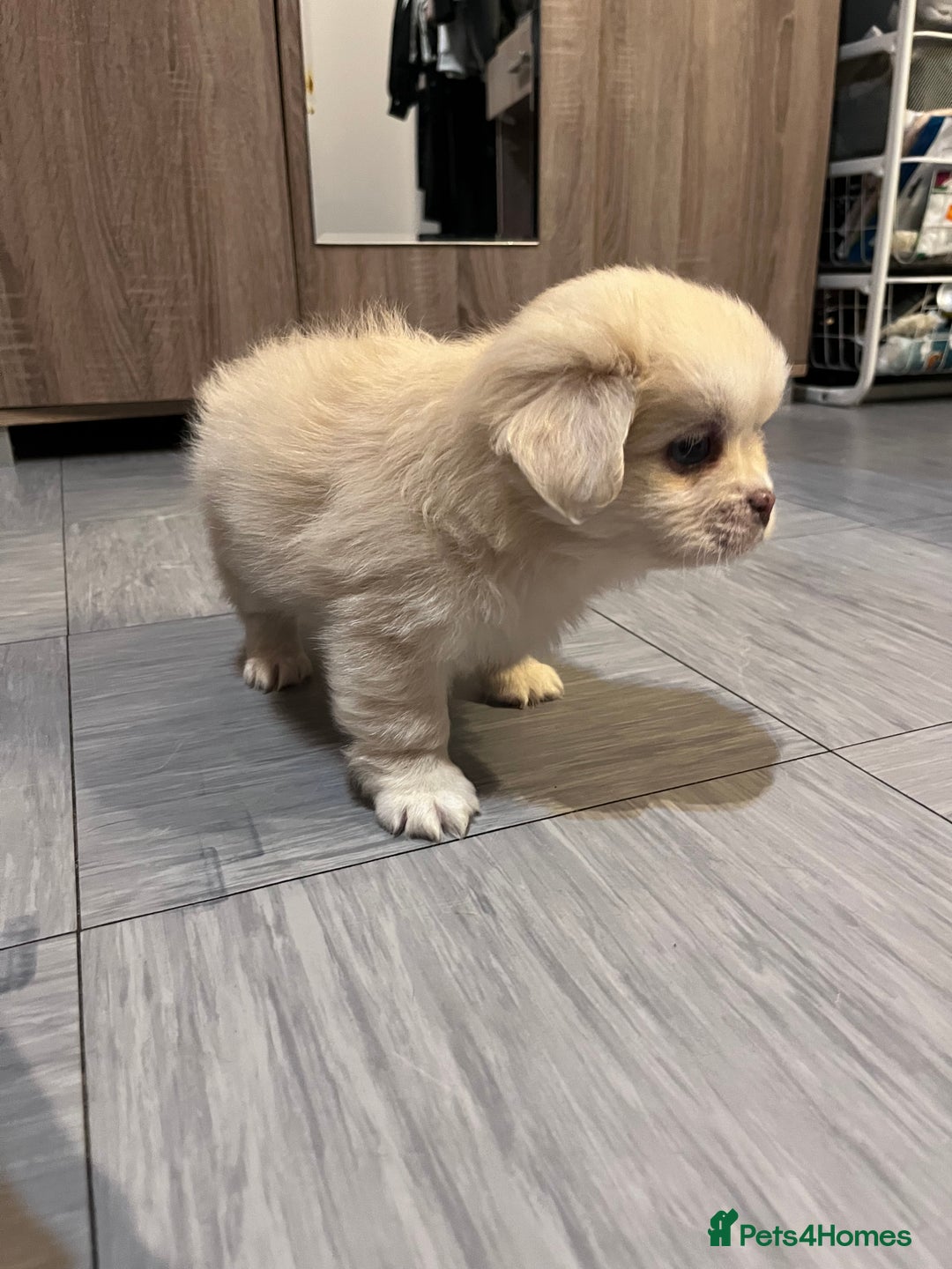 Mixed Breed dogs for sale: Adorable puppies for sale  - Image 10