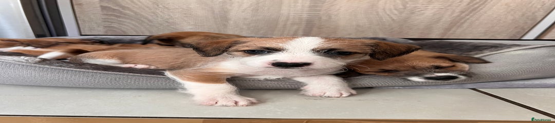 Mixed Breed Puppy 5