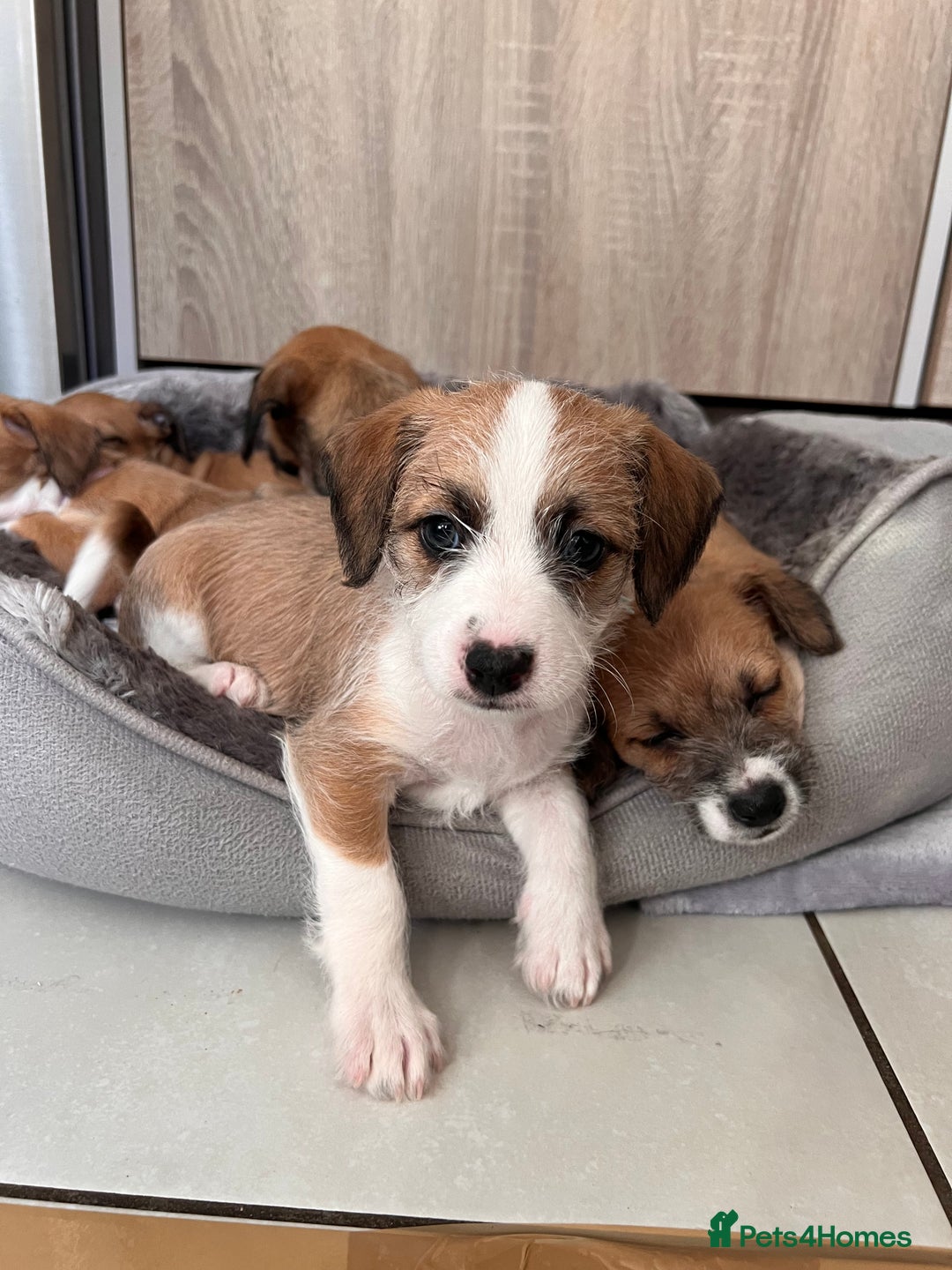 Mixed Breed dogs for sale: Cavapoo x Italian greyhound puppies  - Image 24