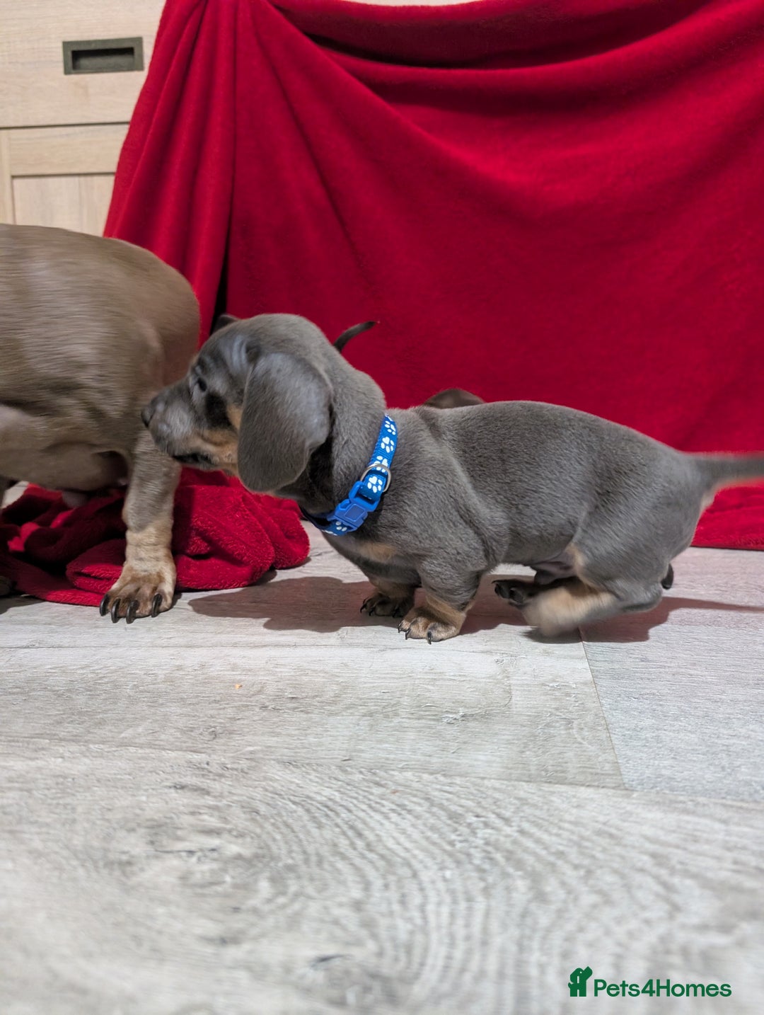 Miniature Dachshund dogs for sale: Miniature dashunds blue and tan - Advert 7