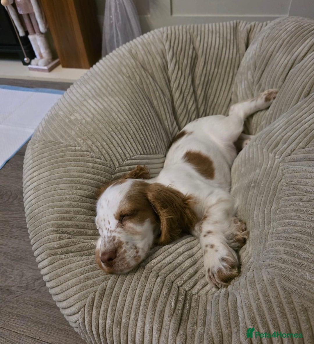 Cocker Spaniel dogs for sale: 16 Week old male cocker spaniel  - Advert 5