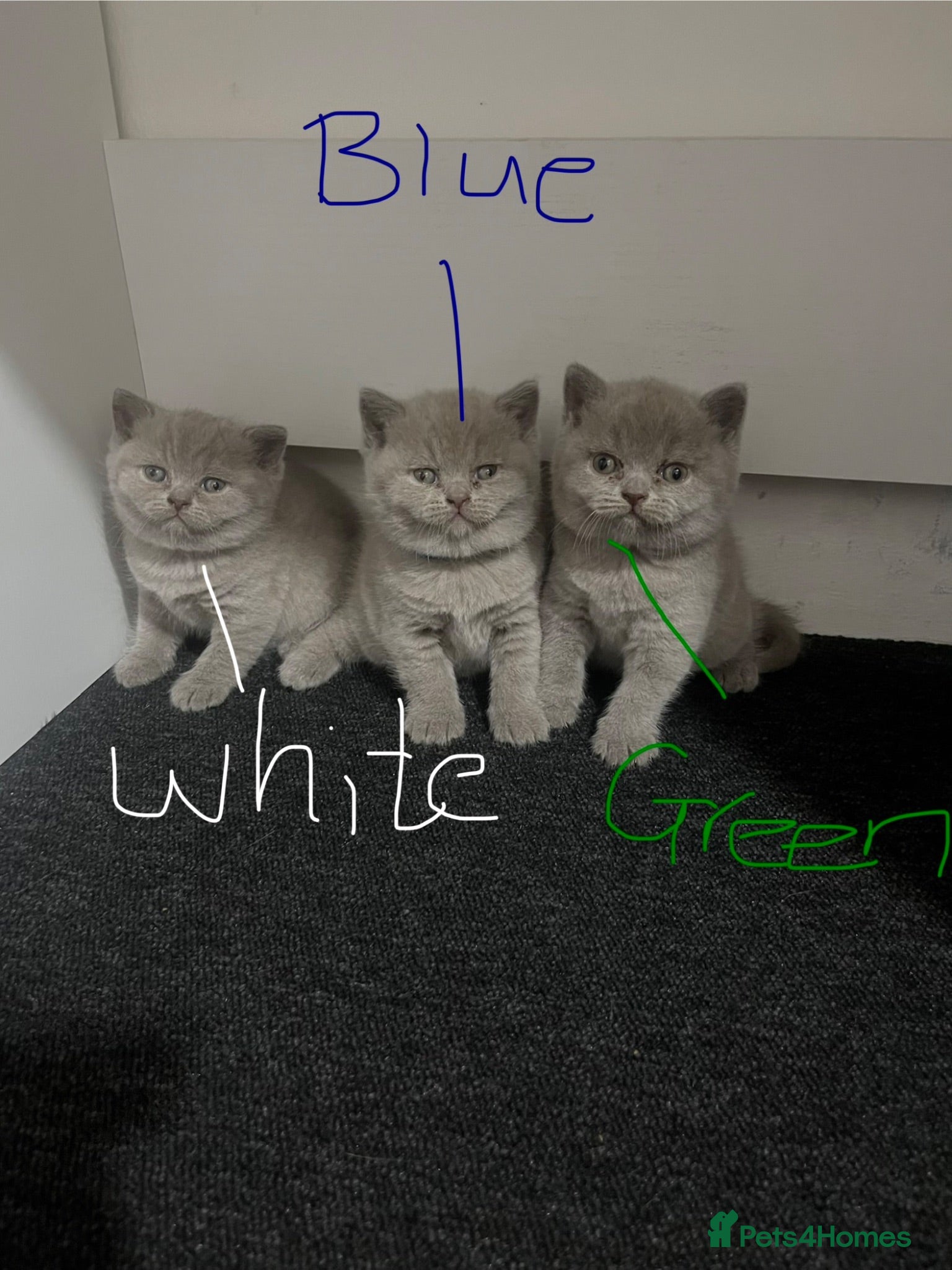 British Shorthair cats 3 BRITISH SHORTHAIR KITTENS FOR SALE - Advert 1