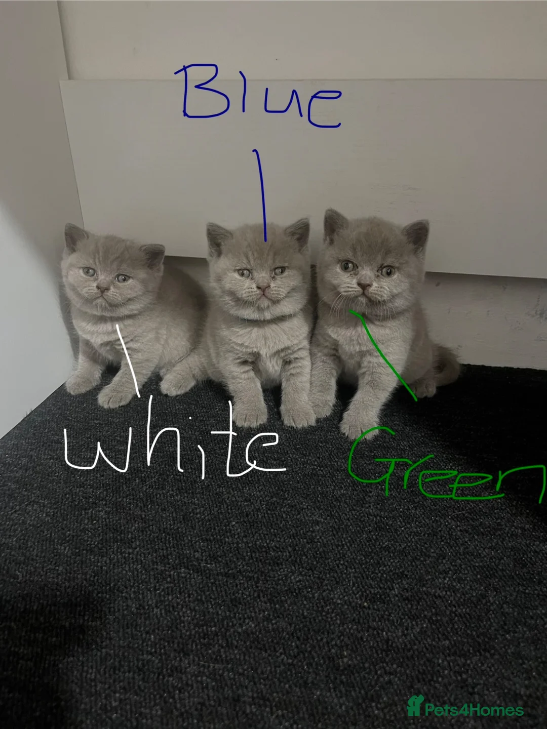 British Shorthair cats for sale: 3 BRITISH SHORTHAIR KITTENS READY TO LEAVE  - Advert 1