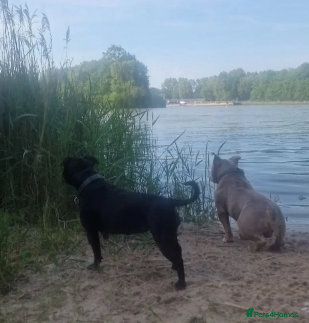 Bull Terrier dogs for sale: AMERICAN POCKET BULLY - Advert 2