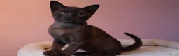 Burmese cats for sale: Beautiful Healthy Burmese  - Advert 27