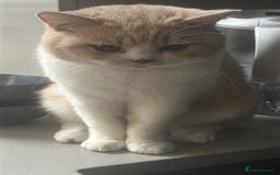 British Shorthair cats for sale: Gorgeous BSH - Image 3