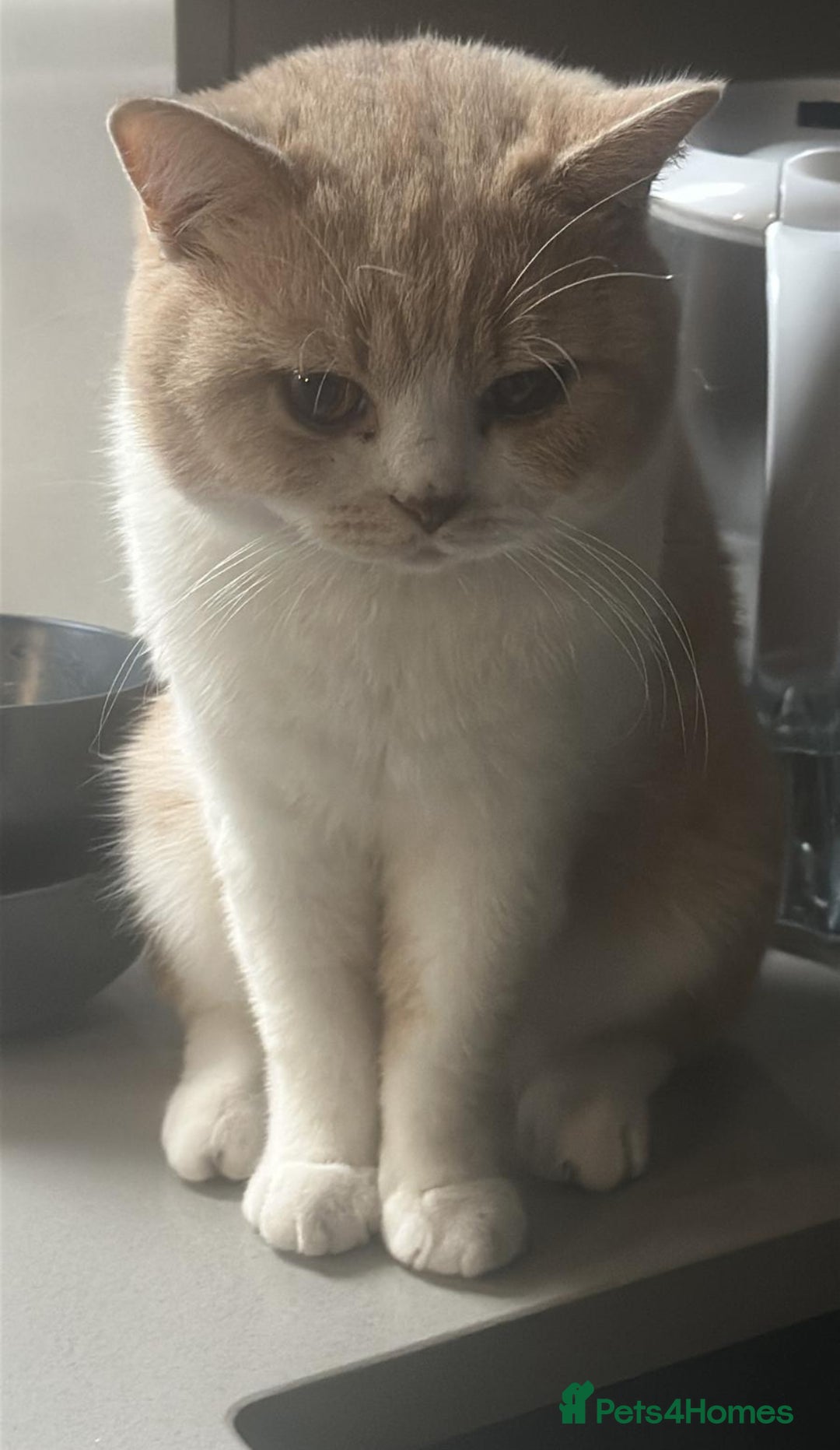 British Shorthair cats for sale: Gorgeous BSH - Image 3