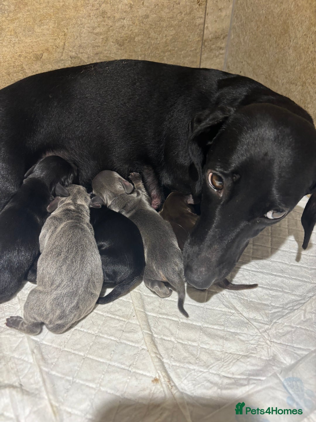 Miniature Dachshund dogs for sale: Stunning miniature dachshunds - Image 19