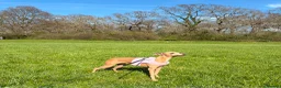 Italian Greyhound dogs for sale: Beautiful small Italian greyhound puppies  in London - Advert 3