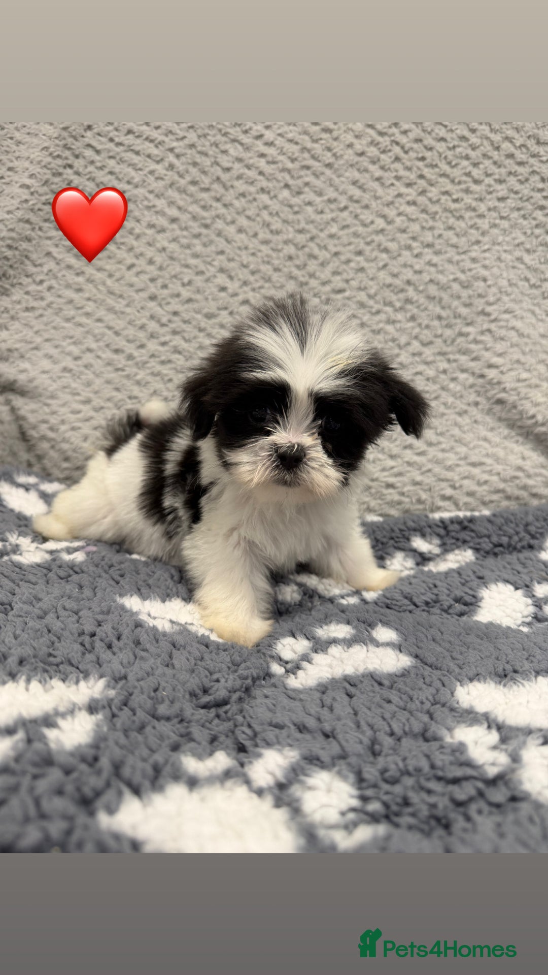 Lhasa Apso dogs for sale: Lhasa apso puppies 🐶 - Advert 6