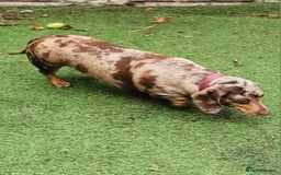 Miniature Dachshund dogs for sale: Proper miniature dachshunds  - Image 9