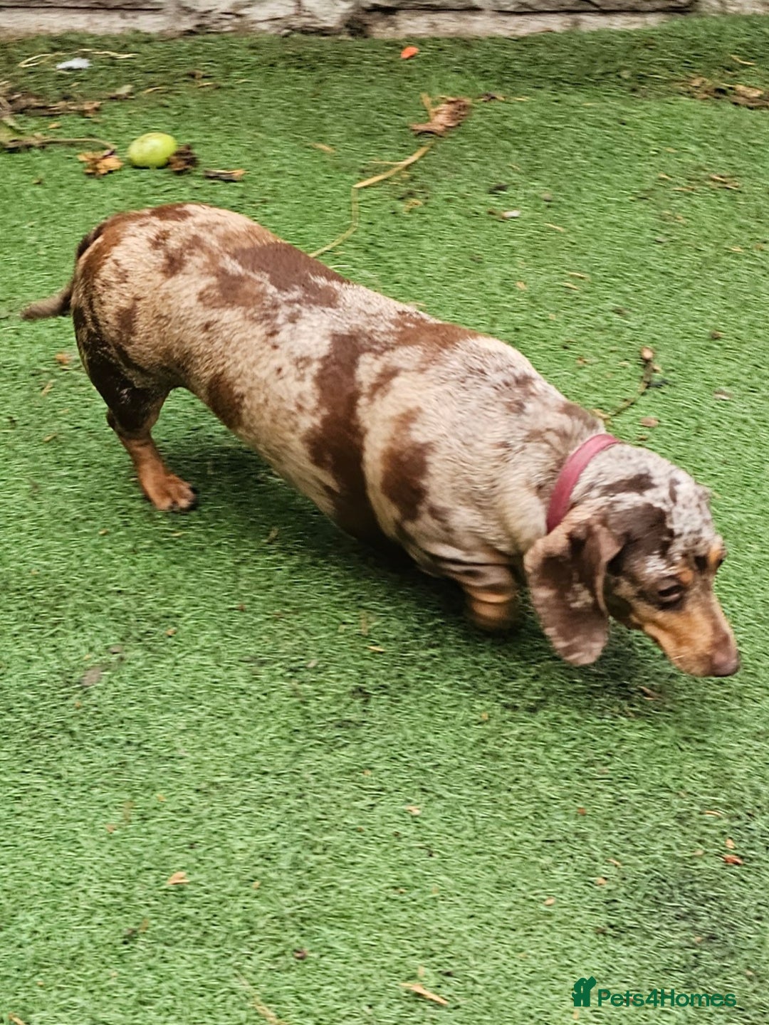 Miniature Dachshund dogs for sale: Proper miniature dachshunds  - Image 9