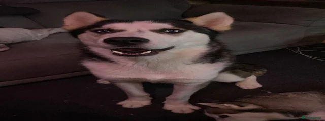 Loki