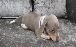 Dachshund dogs for sale: Long and short haired dachshund puppies - Image 3