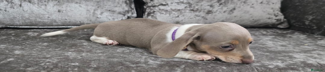 Dachshund Puppy 4