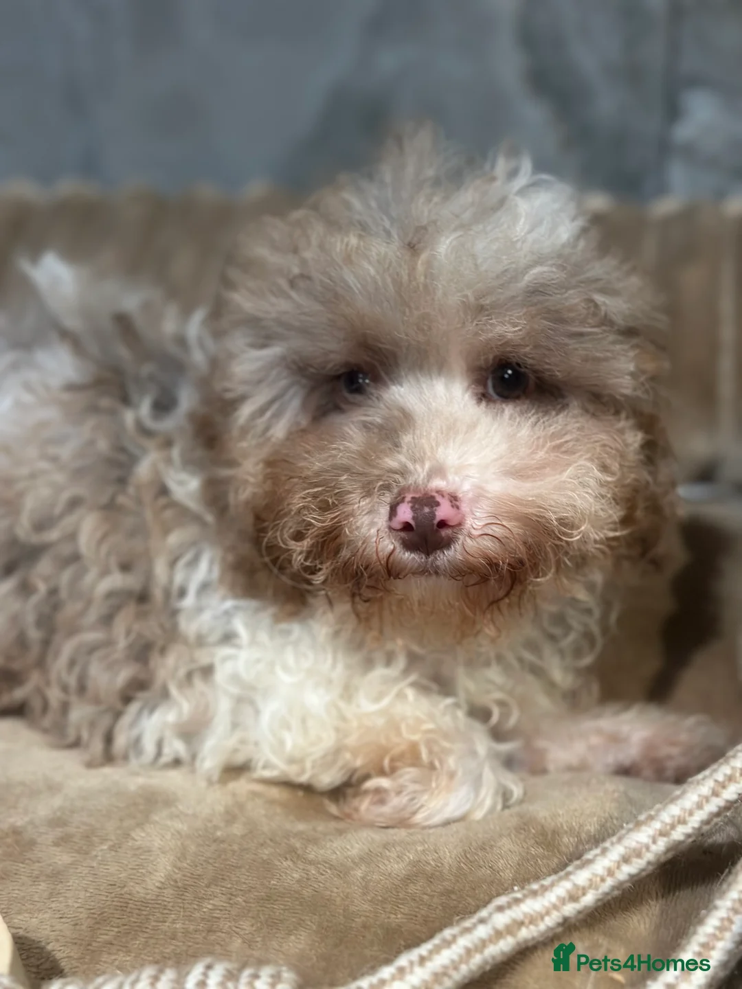 Cavapoo dogs for sale: Exceptional F2 Cavapoo Puppies - HomeRaised  - Advert 30