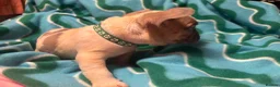 French Bulldog dogs for sale: KC French Bulldog puppies  - Advert 24