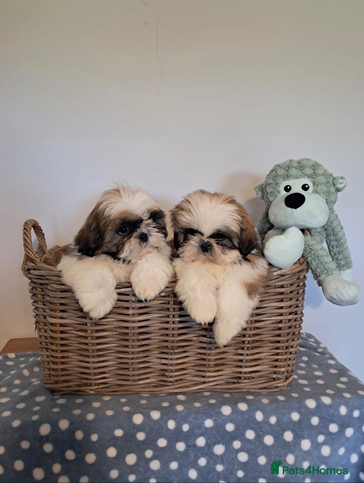 Shih Tzu dogs Adorable family raised Shih Tzu puppies for sale - Advert 1