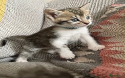 European cats for sale: Beautiful Tabby kittens  - Image 3