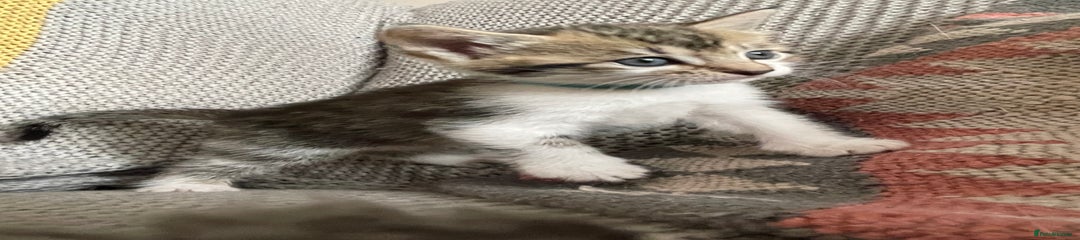 Mackerel Tabby_ Turquoise collar