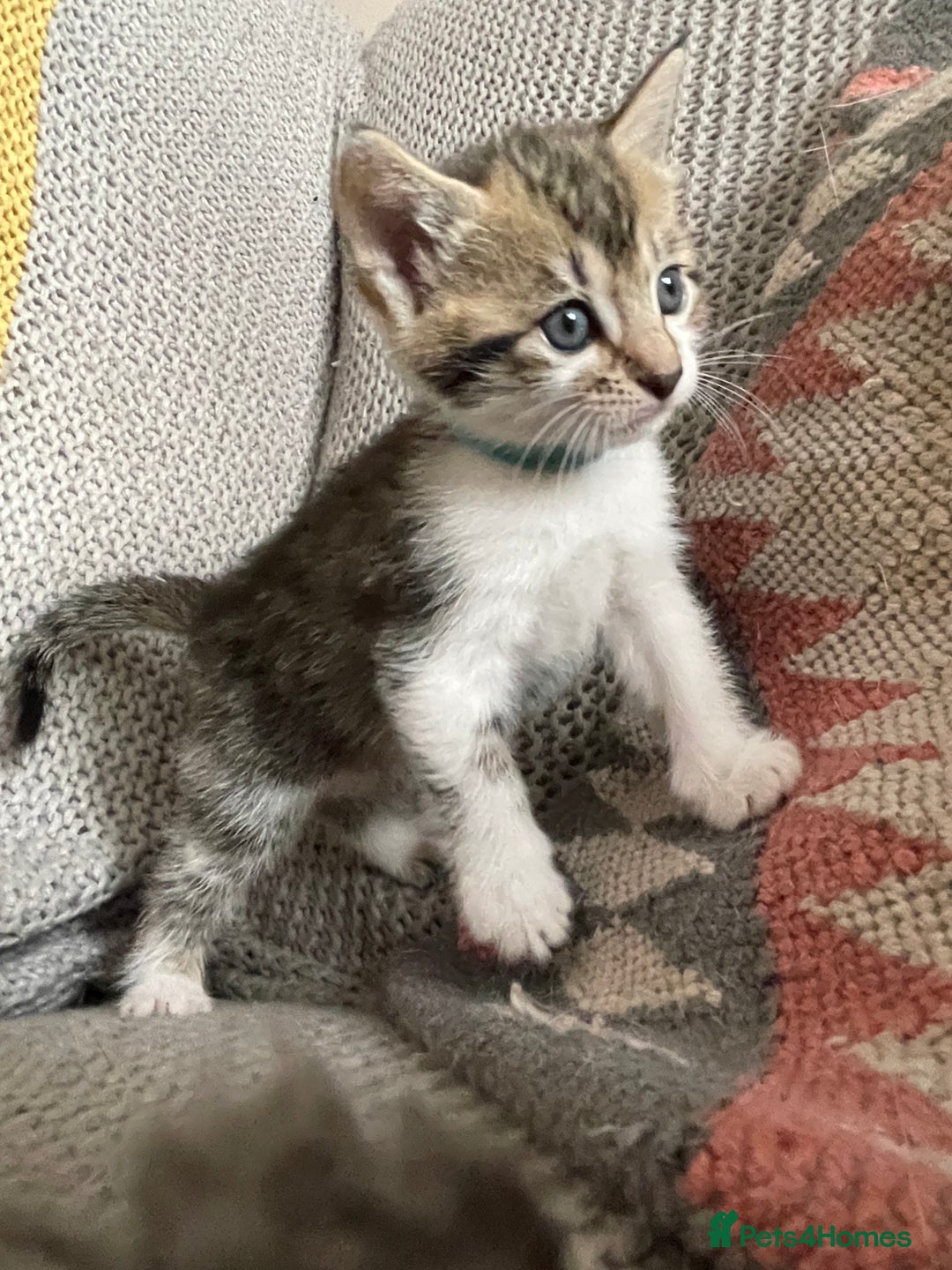 European cats for sale: Beautiful Tabby kittens  - Image 3