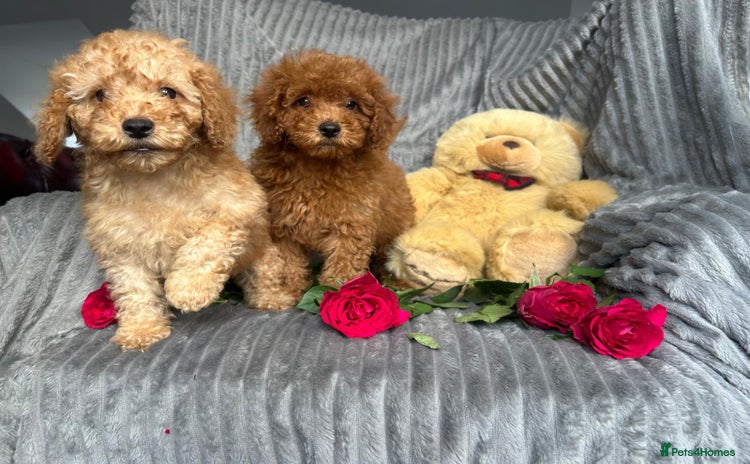Miniature Poodle dogs - Advert 15
