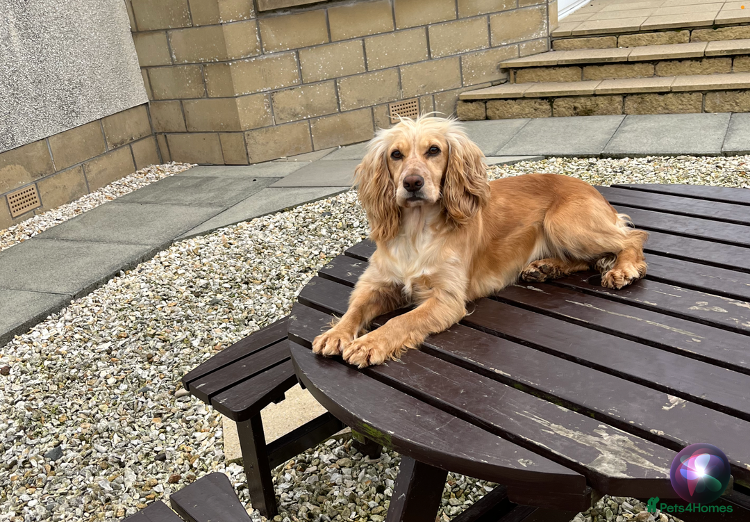 Cocker Spaniel dogs for sale: 100% proper Cocker spaniel pups for sale - Image 7