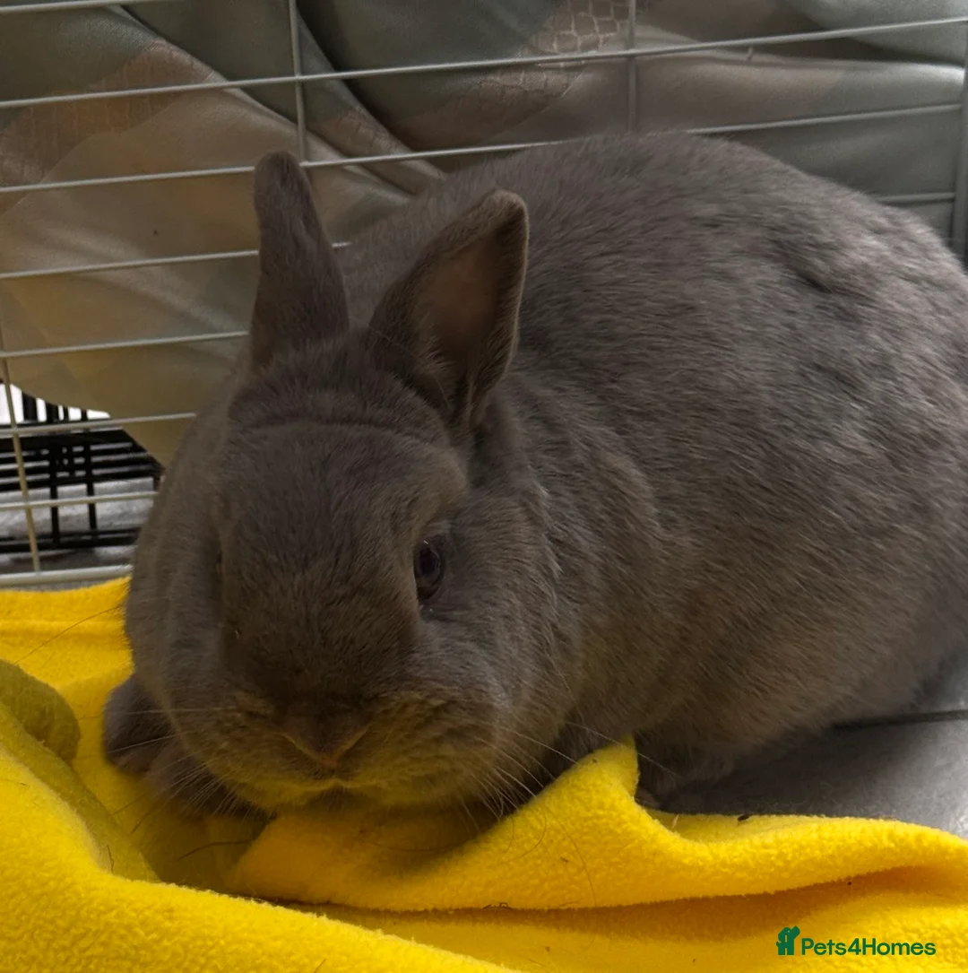 Netherland Dwarf rabbits for sale: Adorable Bunny - Advert 2