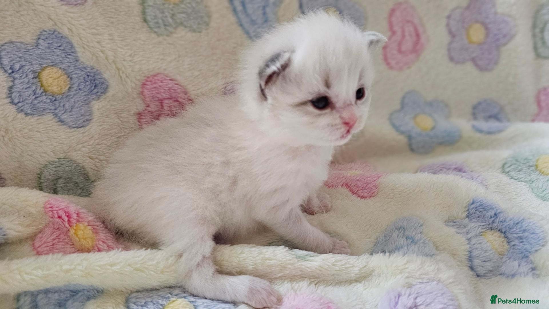 Ragdoll cats for sale: 🏆 GCCF Ragdolls – Championship Bloodlines - Advert 2