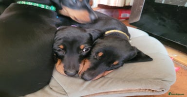 Miniature Dachshund dogs - Advert 3