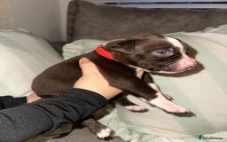 Mixed Breed dogs for sale: Olde English Bulldogge/Staffy bull Collie mix - Image 24