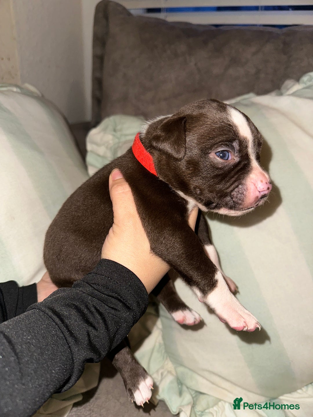 Mixed Breed dogs for sale: Olde English Bulldogge/Staffy bull Collie mix - Image 24