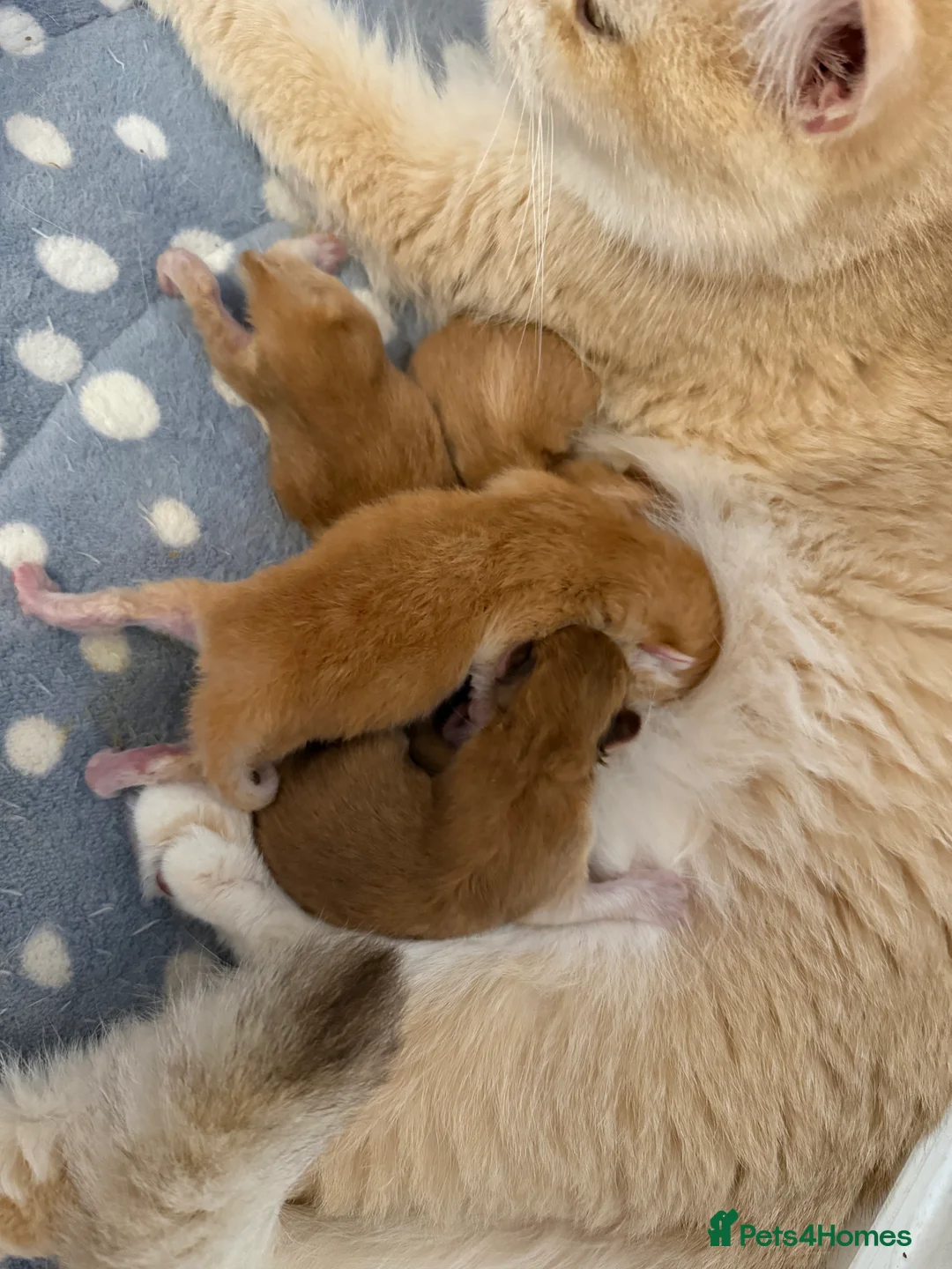 British Shorthair cats for sale: GCCF reg Chocolate And Black Golden Kittens - Advert 3