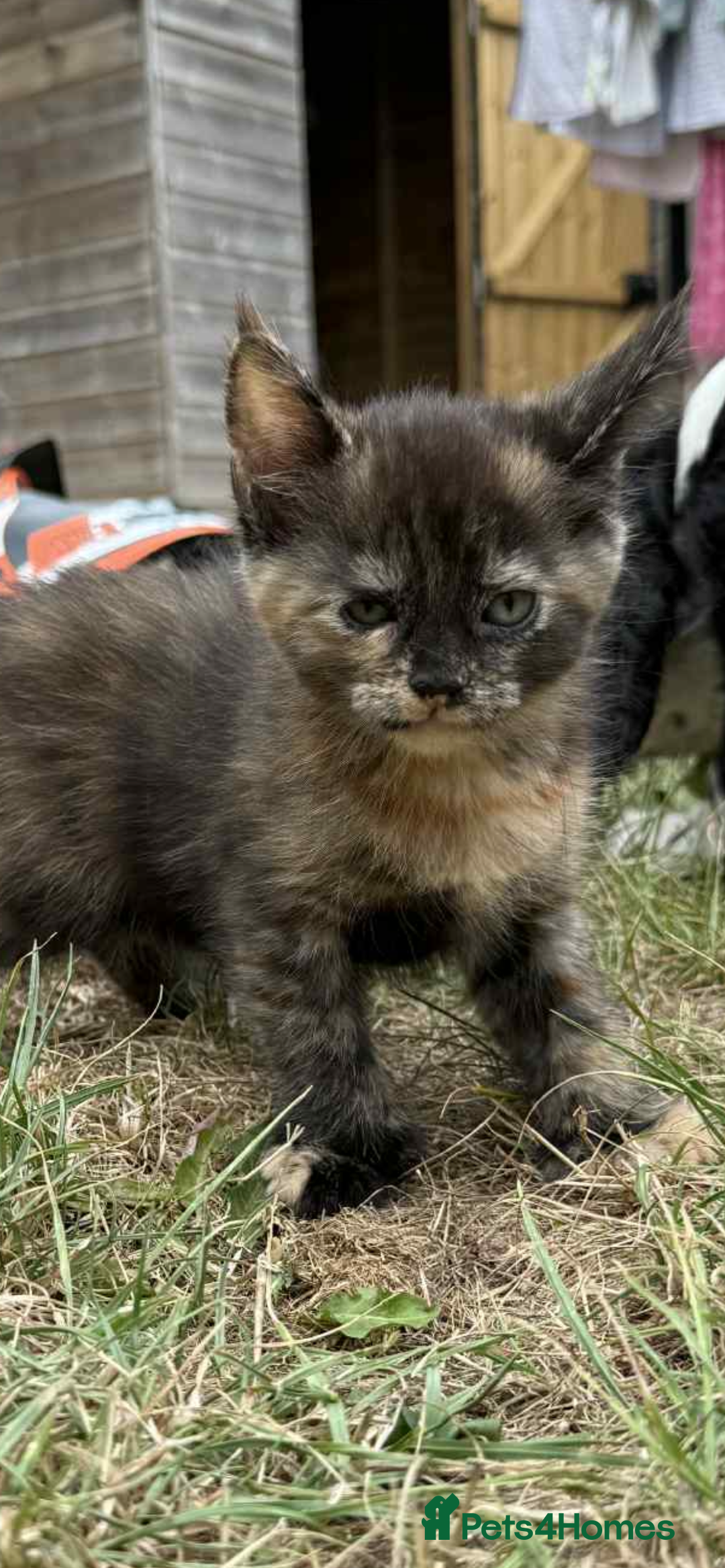 Maine Coon cats for sale: 3/4 mainecoon kittens polydactyl  - Image 7