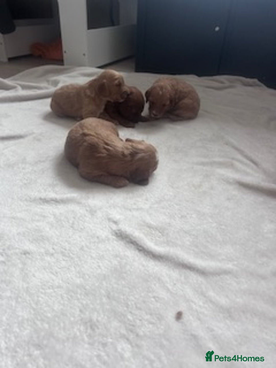 Mixed Breed dogs for sale: 5 Beautiful Cockapoo Girls ready  - Image 4