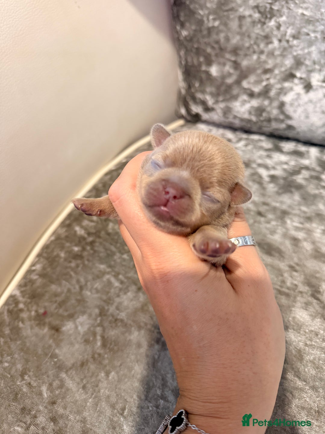 Chihuahua dogs for sale: 🩷Chihuahua puppies Thai genes🩷 - Image 24