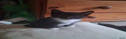 Mixed Breed cats for sale: Beautiful Kittens Mixed breed - Advert 14